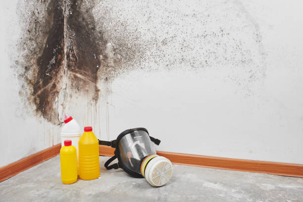 Best Mold Damage Restoration  in Mulberry, FL